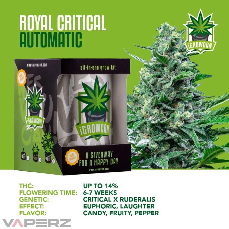 iGrowCan Automatic - Royal Critical